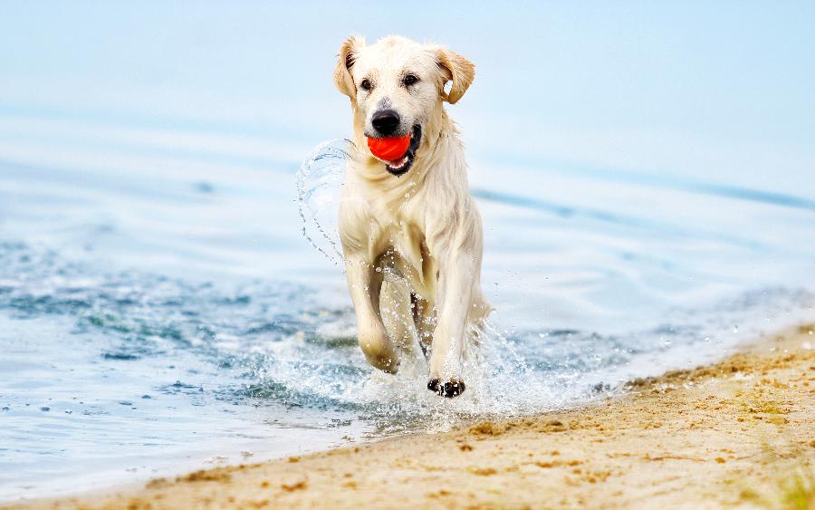 playing on the beachfront